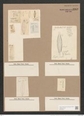 Frustulia rhomboides var. saxonica (Rab.) (de-Toni-Nr.: Genus 19, Species 1159) Zeichnungen Sammlung Grunow Nr. 2262 (NHMW-BOT-W0369371)